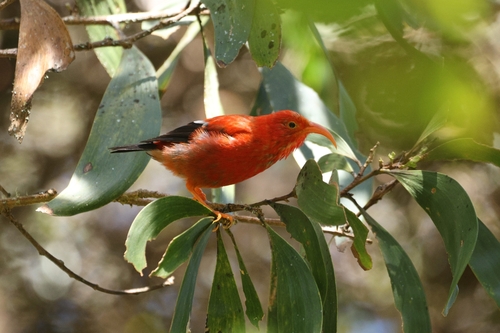 Vestiaria coccinea observed 2026-10-10