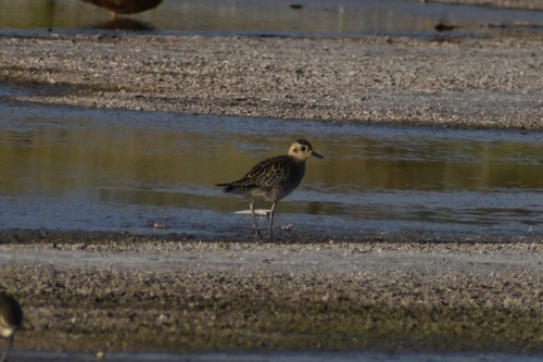 Pluvialis fulva observed 2026-10-10