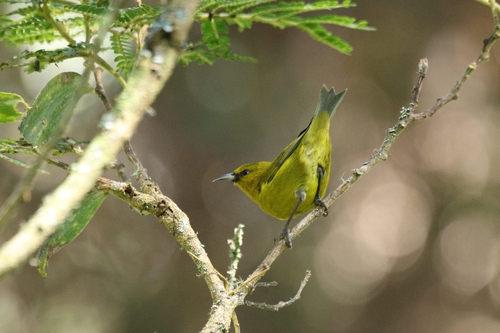 Chlorodrepanis virens observed 2026-10-10