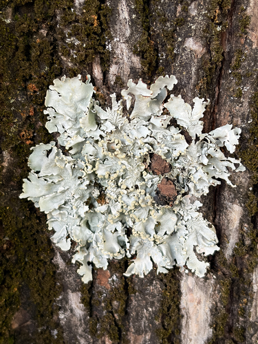 Parmotrema reticulatum observed 2026-10-12