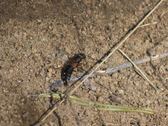 Staphylinus erythropterus