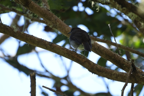 Myadestes obscurus observed 2026-10-10