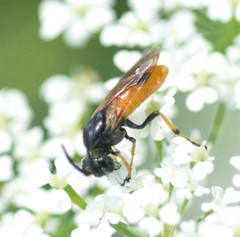 Arge melanochra