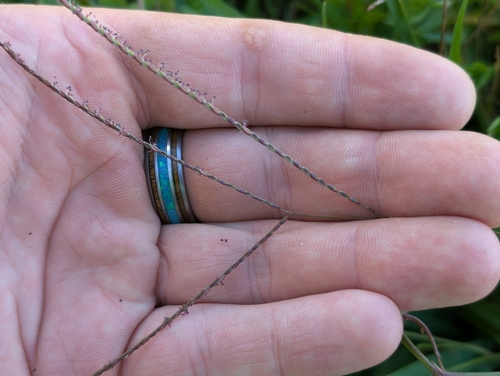 Axonopus fissifolius observed 2026-10-10