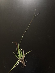 Paspalum almum