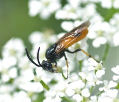 Arge melanochra
