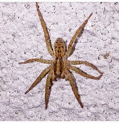Lycosidae