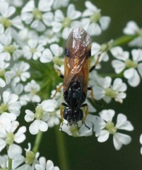 Arge melanochra