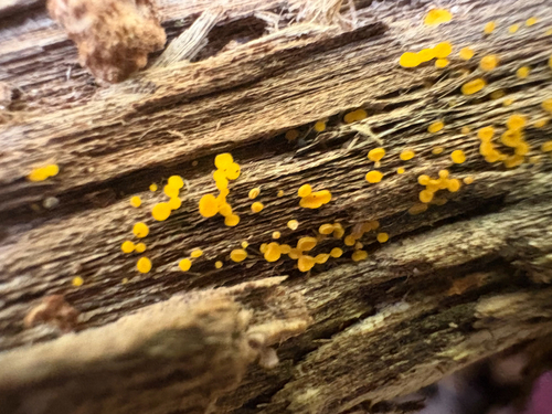 Yellow Fairy Cups
