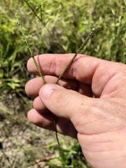 Paspalum almum