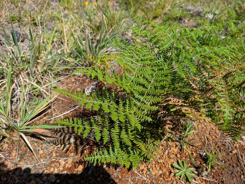 Pteridium, 2026-10-10
