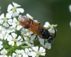 Arge melanochra