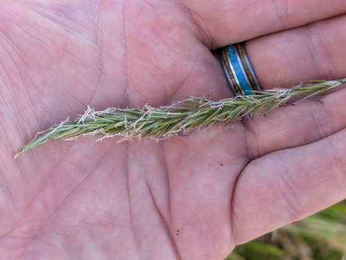 Anthoxanthum odoratum observed 2026-10-10