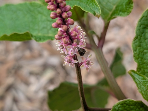 Phytolacca sandwicensis observed 2026-10-10