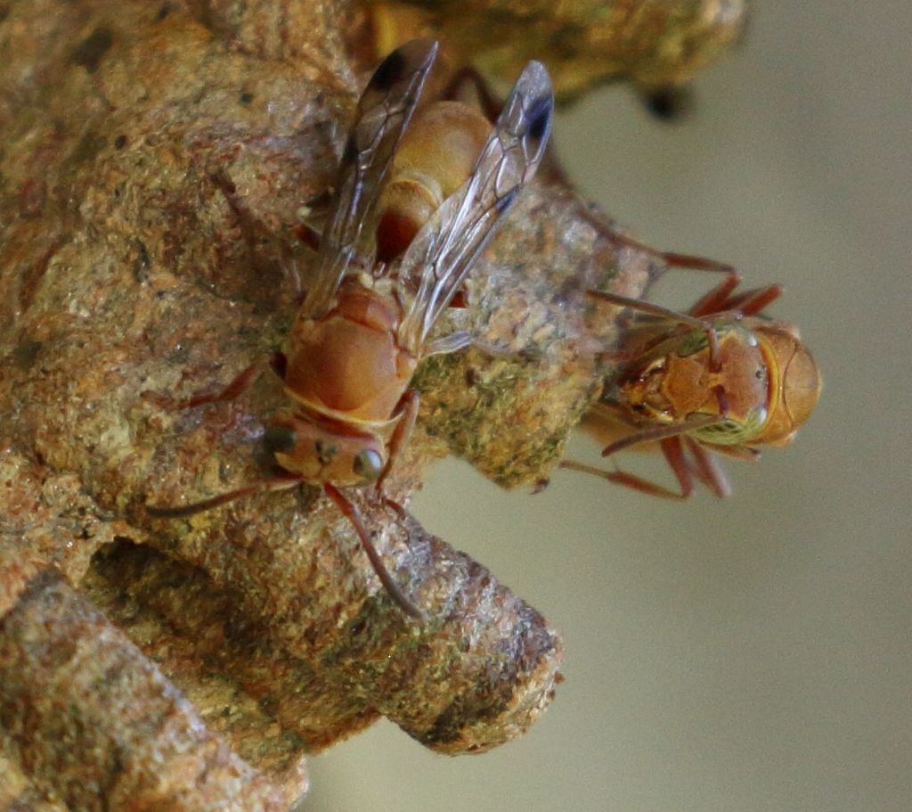 Ropalidia distigma