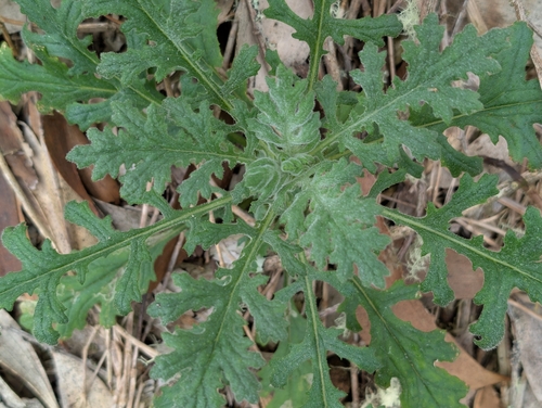 Senecio sylvaticus observed 2026-10-10