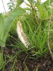 Holothrix scopularia