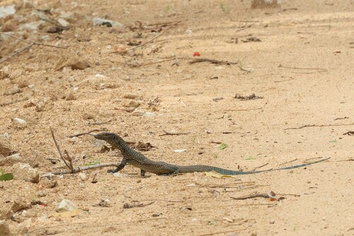 Varanus indicus observed 2026-09-19