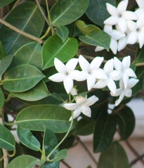 Stephanotis floribunda