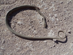 Psammophis mossambicus