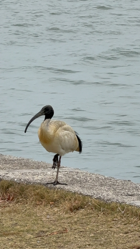 Australian Ibis
