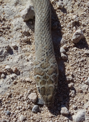 Psammophis mossambicus