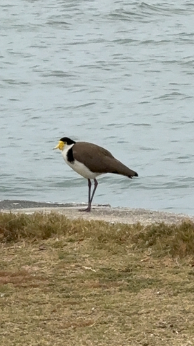 Masked Lapwing