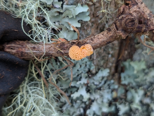 Calocera, 2026-10-10