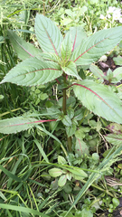 Impatiens glandulifera