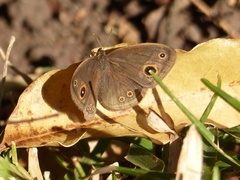 Brakefieldia perspicua