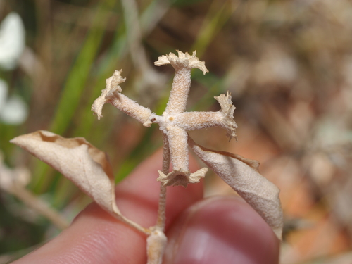 Atriplex limbata (Atriplex limbata)