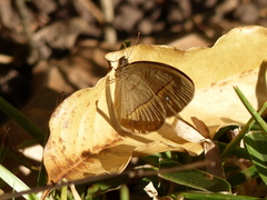Brakefieldia perspicua