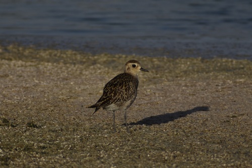 Pluvialis fulva observed 2026-10-10