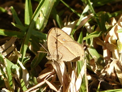 Brakefieldia perspicua