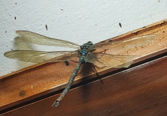 Gynacantha dravida