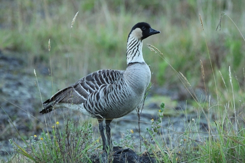Branta sandvicensis observed 2026-10-10
