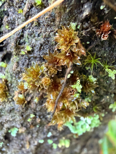 Rosulabryum capillare observed 2026-10-12