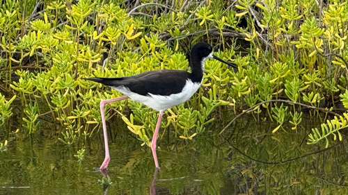 Himantopus mexicanus observed 2026-10-12