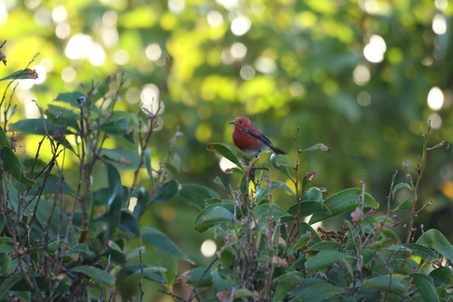 Himatione sanguinea, 2026-10-11