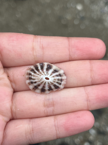 Fissurella limbata observed 2026-10-12