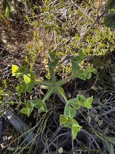 Euphorbia terracina, 2026-10-13