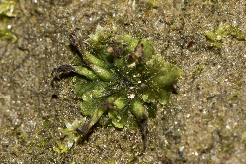 Anthoceros macounii observed 2026-10-10