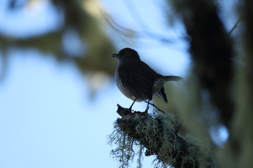 Myadestes obscurus observed 2026-10-11