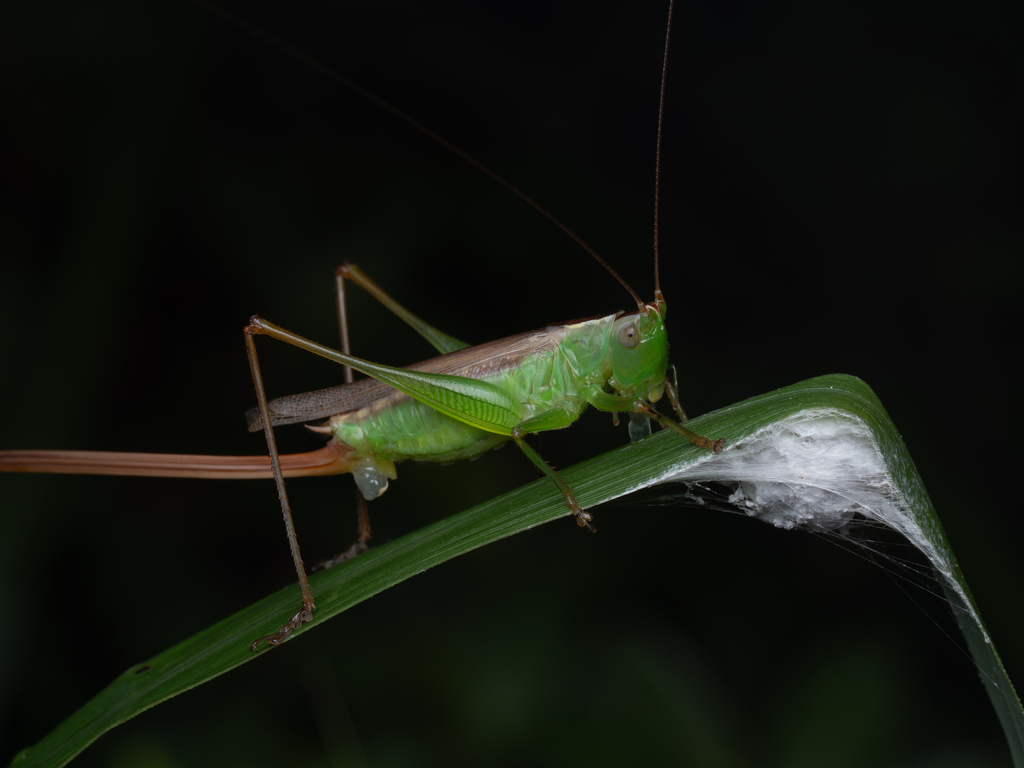 Conocephalus exemptus