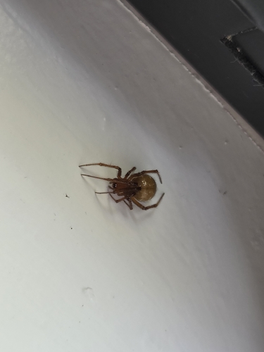 Red House Spider