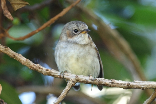 Chasiempis sandwichensis observed 2026-10-11