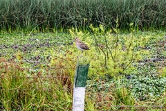 Gallinago nobilis