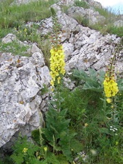 Verbascum spectabile