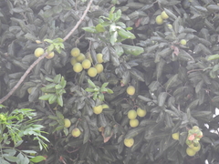 Melicoccus oliviformis