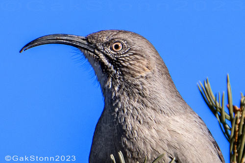 Crissal Thrasher